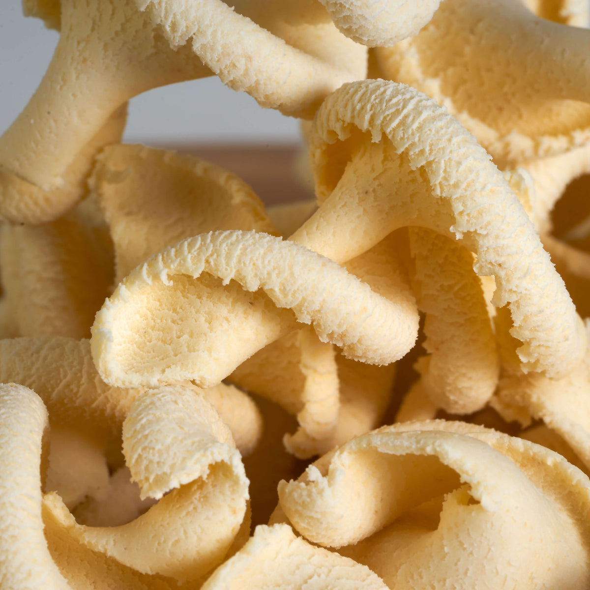 Fungo gigante trafilato al bronzo calasse.comaly