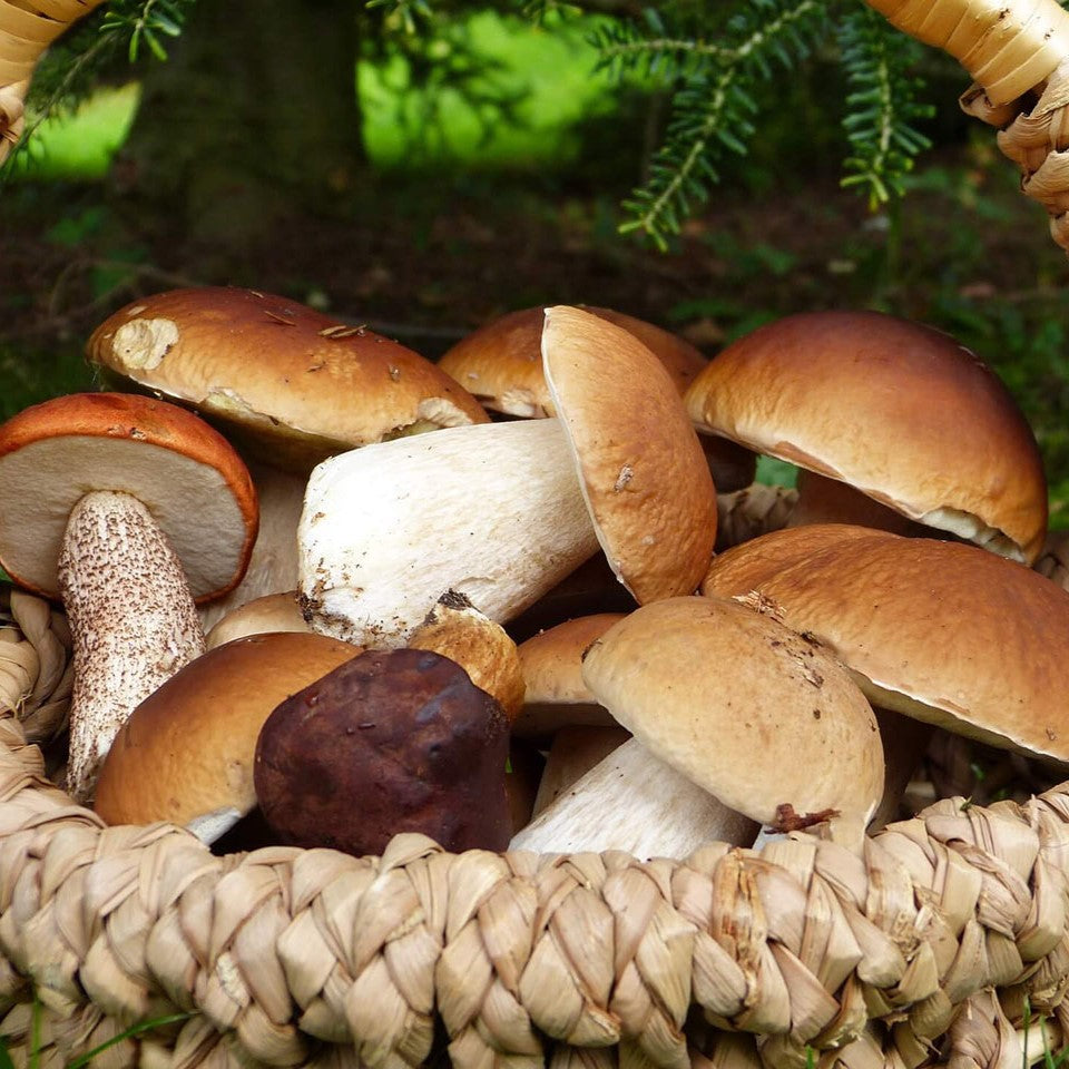 Come essiccare i Funghi